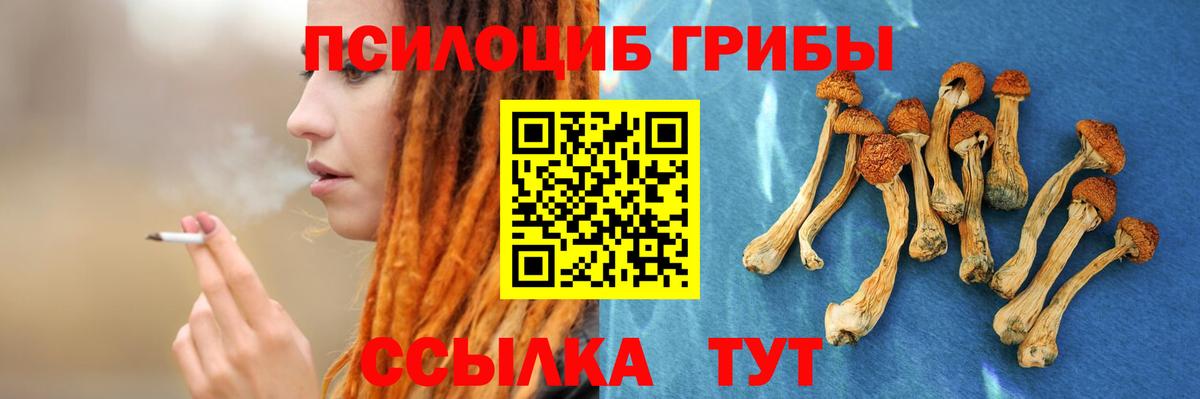 Галлюциногенные грибы Psilocybe Протвино